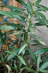 des branches marron, d'autres bien vertes, normal?