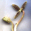 bourse de Viola cornuta éclose laissant apparaitre les graines. A gauche une bourse fermée, à droite la même ouverte..gif