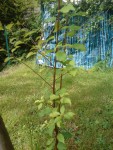 DSC01340.JPG