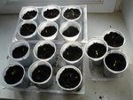 Tomate Prune noire.jpg