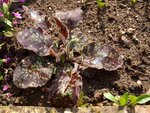 plante image web.jpg