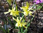 Petit narcisses parfumés