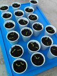 potager 019.jpg
