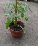 potager 027.jpg