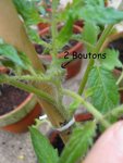 potager 021.jpg