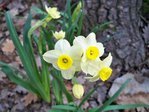 Narcisses