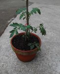 potager 031.jpg