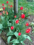 potager 033.jpg