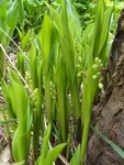 potager 037.jpg