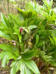 potager 040.jpg