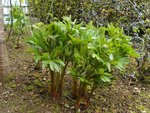 potager 041.jpg
