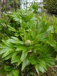 potager 044.jpg