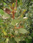 lauriermalade1.jpg