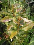lauriermalade3.jpg