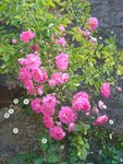 roses.JPG