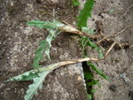 DSC07505.JPG