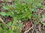 DSC07506.JPG