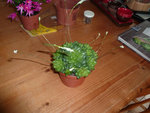 voilà la plante que ma mamie ma acheter.<br />Belle non?