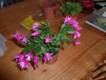 et voilà l'autre plante que mon autre mamie ma acheter<br />Belle non?