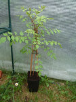 une plante grimpante que j'avais acheté mais que j'avais oublié de mettre en photo.
