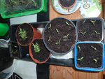 tomates cerises