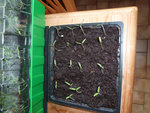 tomates cerises