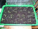 tomates cerises