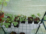 mes fraises des bois