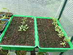 mes plantes aromatiques et fleurs