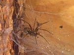 araignee-10.JPG