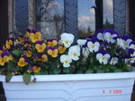 pensees 06.03.09 033.jpg