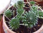 DSCF0209.JPG