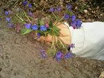 coucous violets2.jpg