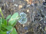 Gros plan de fleurs bleues.