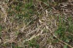 voici la fameuse herbe