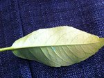 IMG_0238.JPG