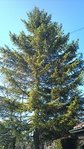 le premier sapin