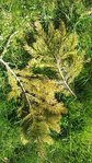 la branche du premier sapin