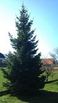 deuxième sapin
