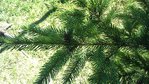 branche du deuxième sapin