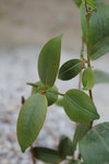 plante01.jpg