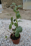 plante02.jpg