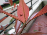 Le Photinia...
