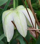 Fritillaire 01-04-11 01.jpg
