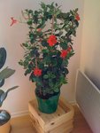 dipladenia.jpg