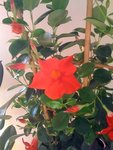 dipladenia2.jpg
