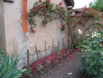 les tomates &quot; Emilie Granger&quot; bien en rang ,sous le vieux rosier grimpant!