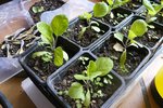 aubergines.jpg
