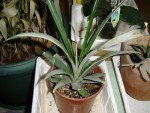 ananas1.JPG