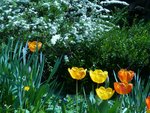 tulipe et spirée.jpg